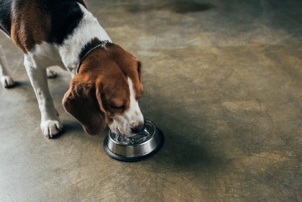 How filtered water benefits your pets